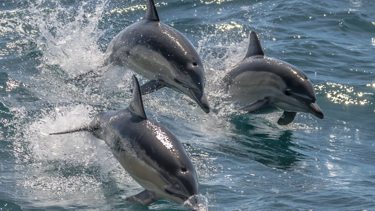 Spot dolphins playing in the waters around Noosa National Park