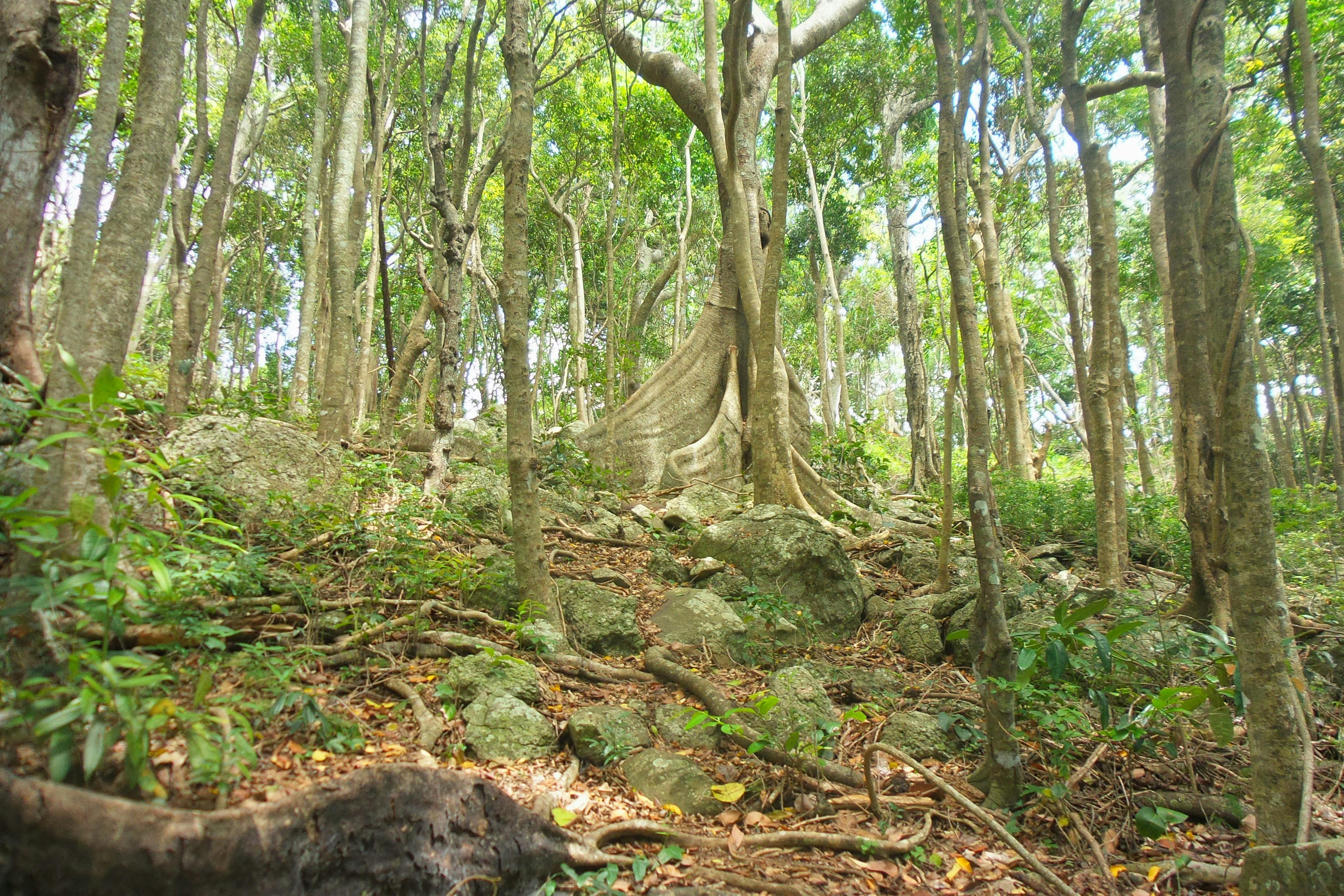 Buttress root, Rainforest circuit, Burleigh Head