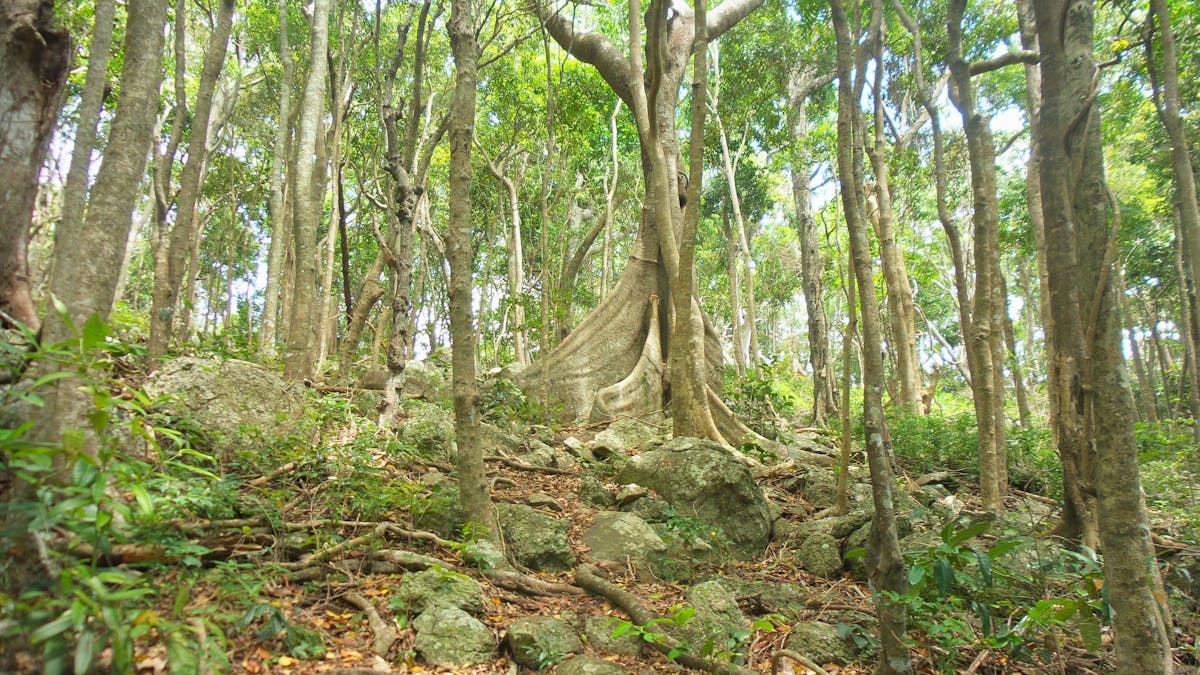 Buttress root, Rainforest circuit, Burleigh Head