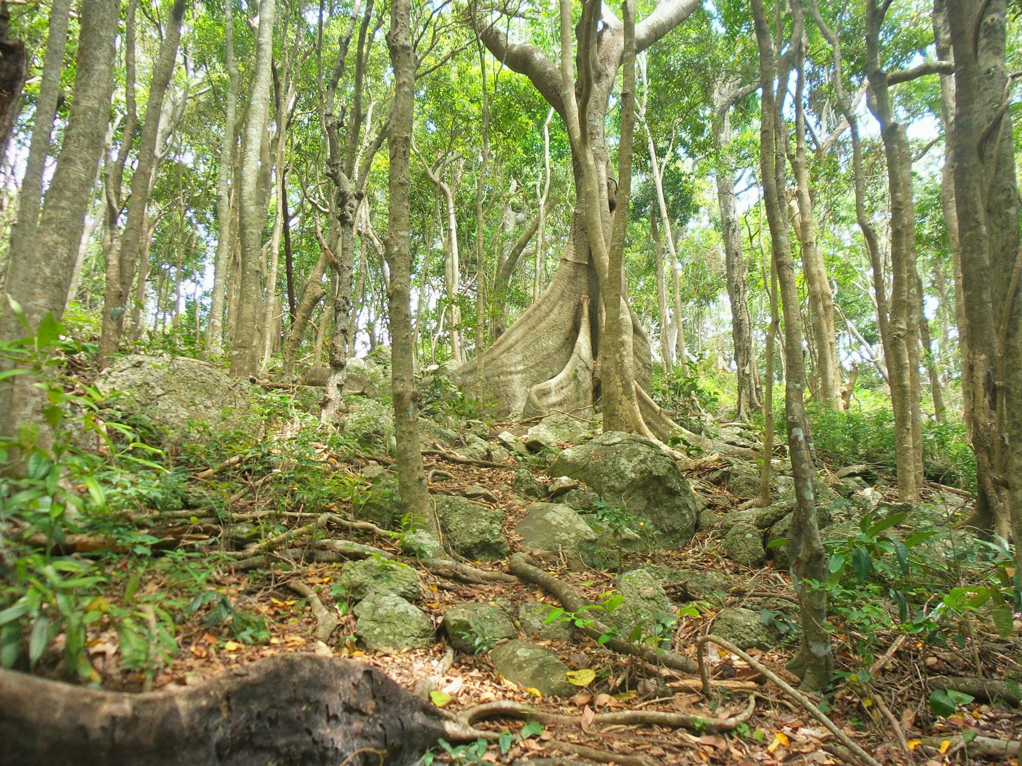 Buttress root, Rainforest circuit, Burleigh Head Buttress root, Rainforest circuit, Burleigh Head