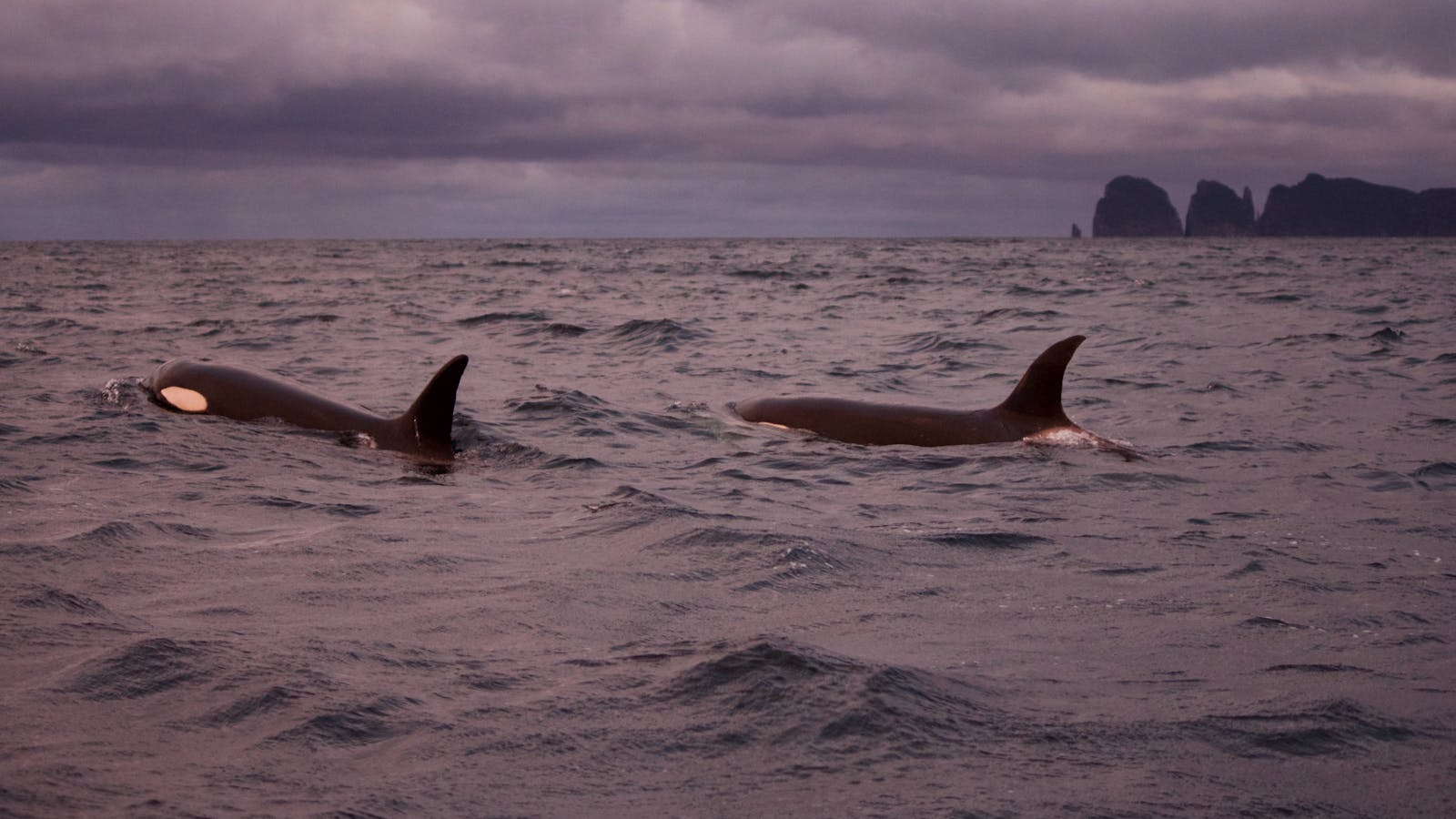 Orcas off the coast of Tasman Peninsula.