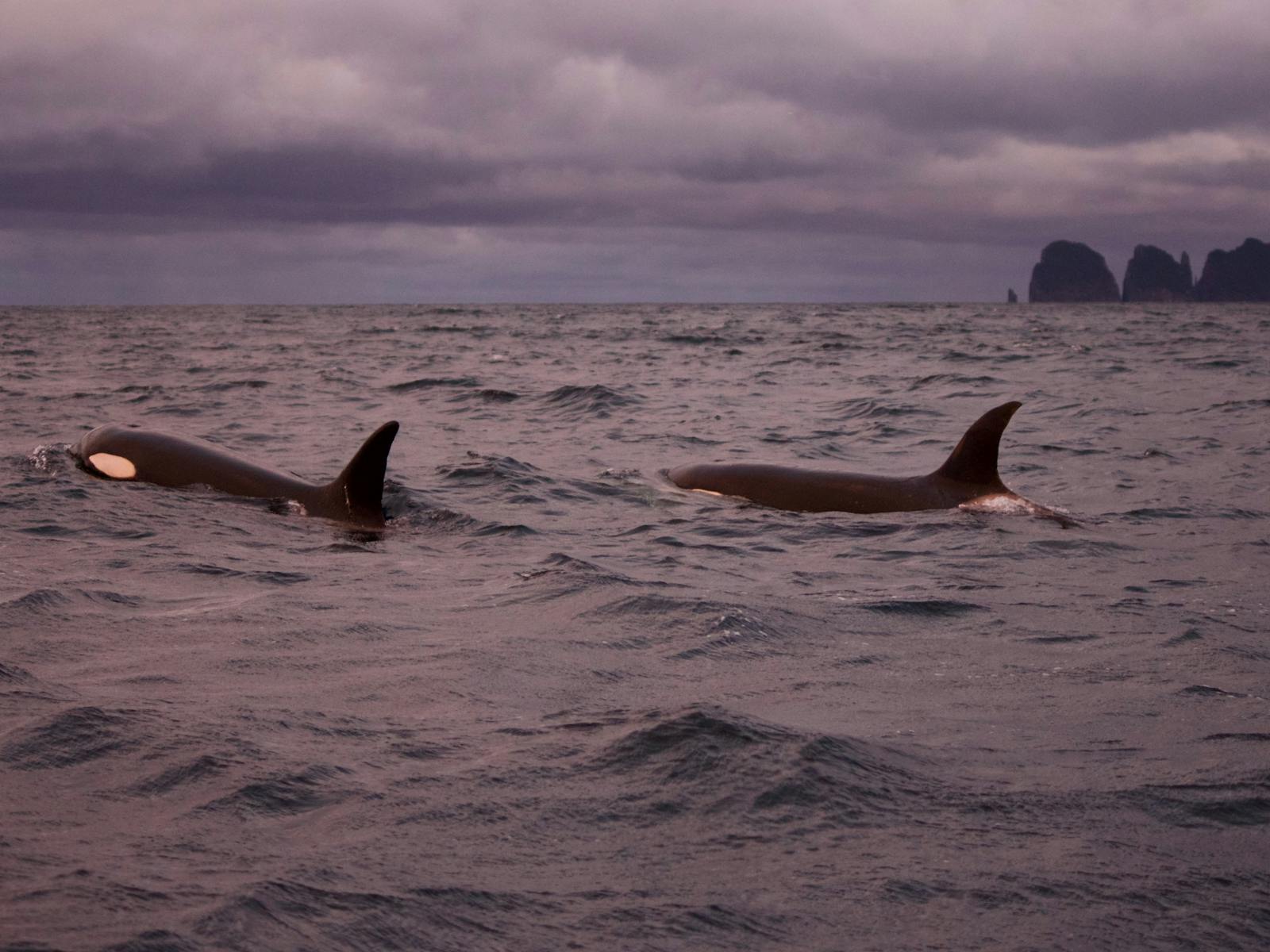 Orcas off the coast of Tasman Peninsula.