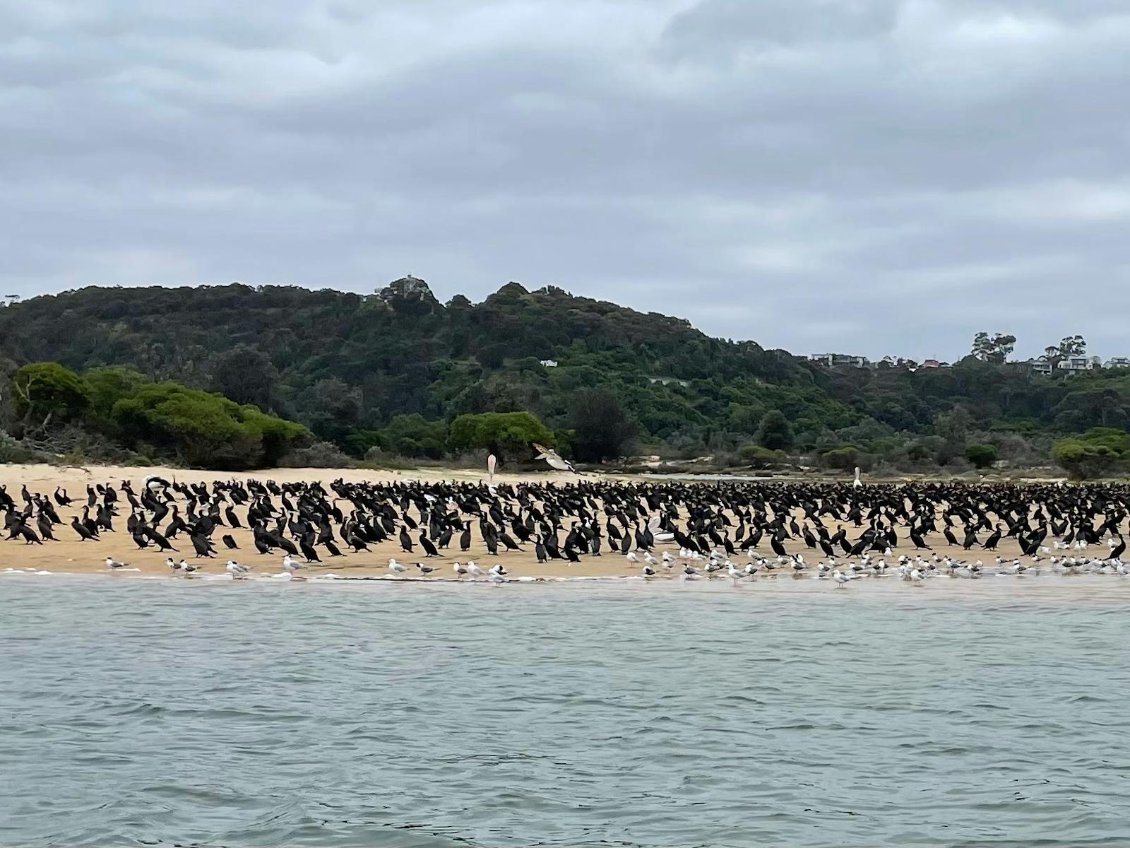 Great Cormorants