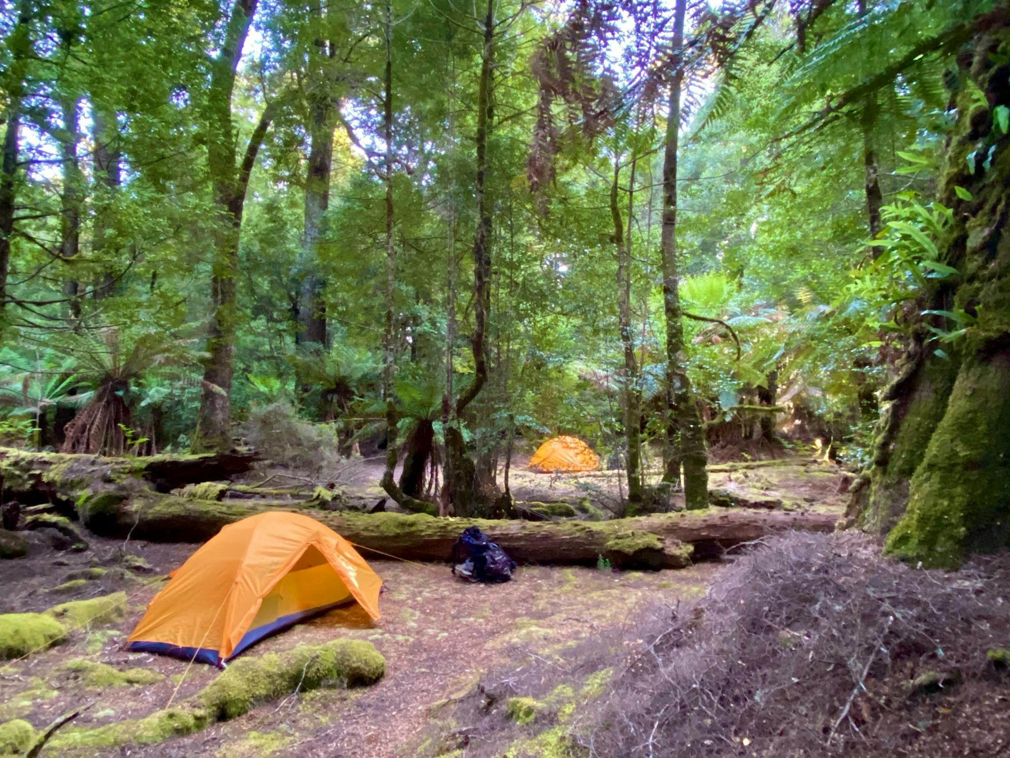 Tarkine Rainforest Expedition