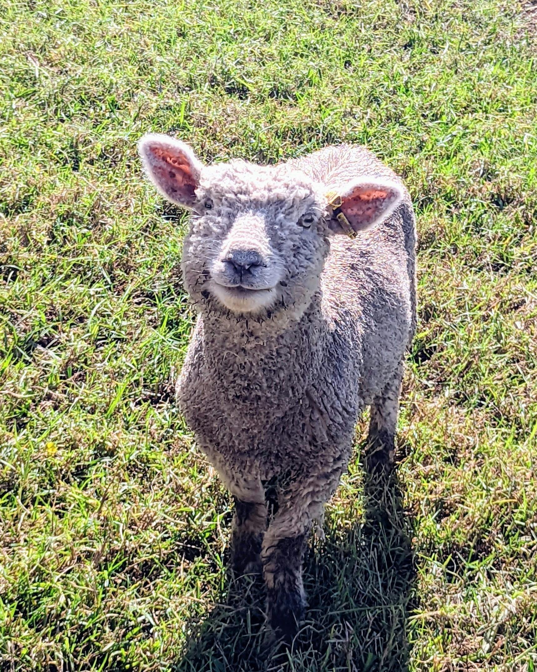 Babydoll sheep The Givings Farm