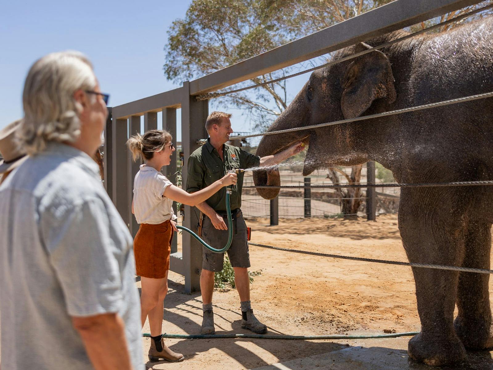 A VIP Asian Elephant Experience