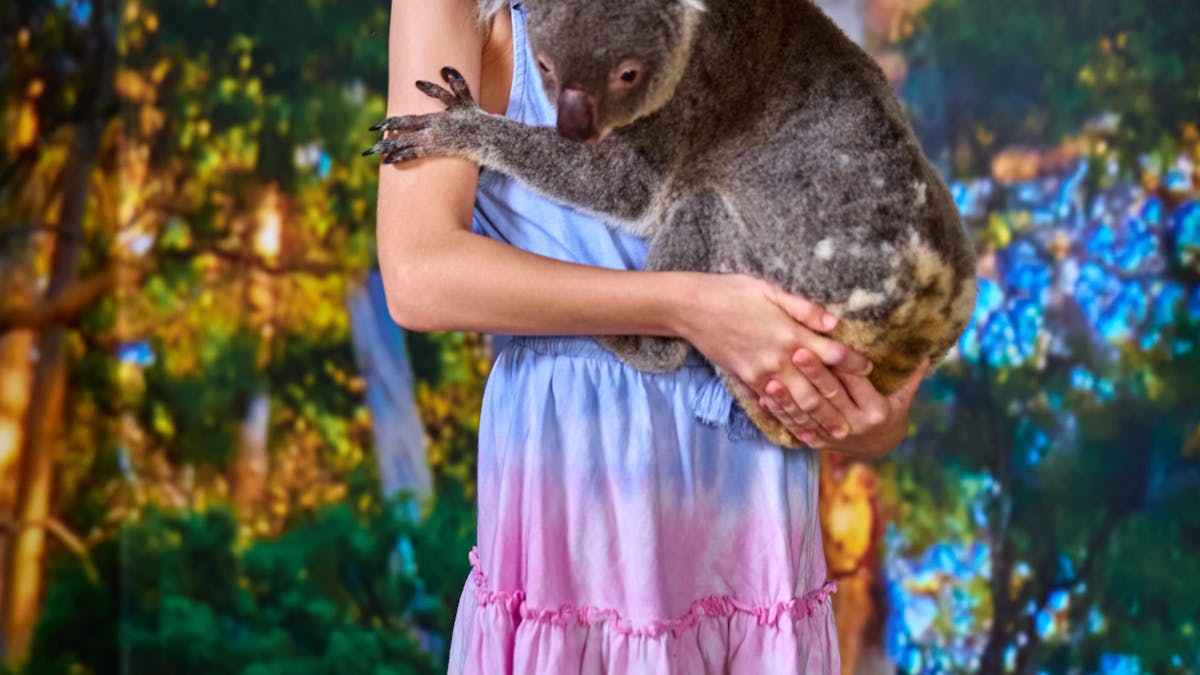 A girl in pink and blue dress holding a koala, with a big smile. at Cairns Koalas and Creatures