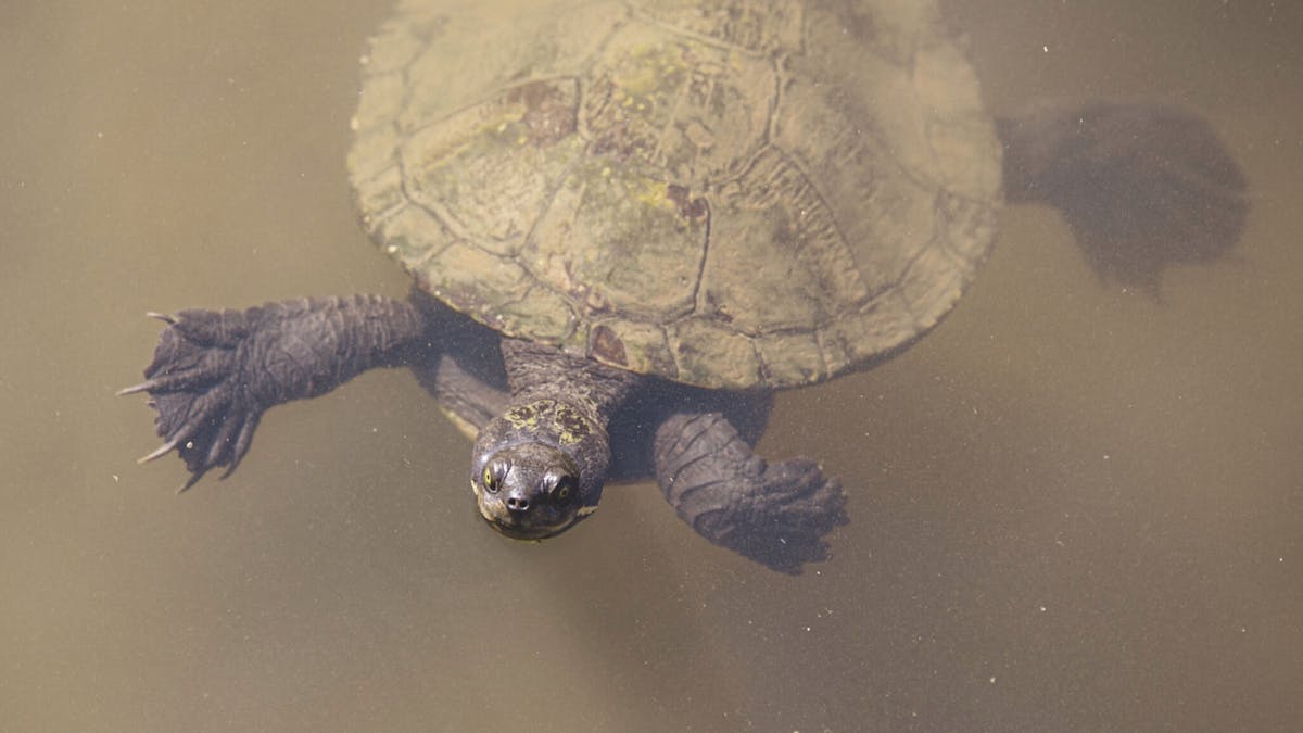 turtle feeding