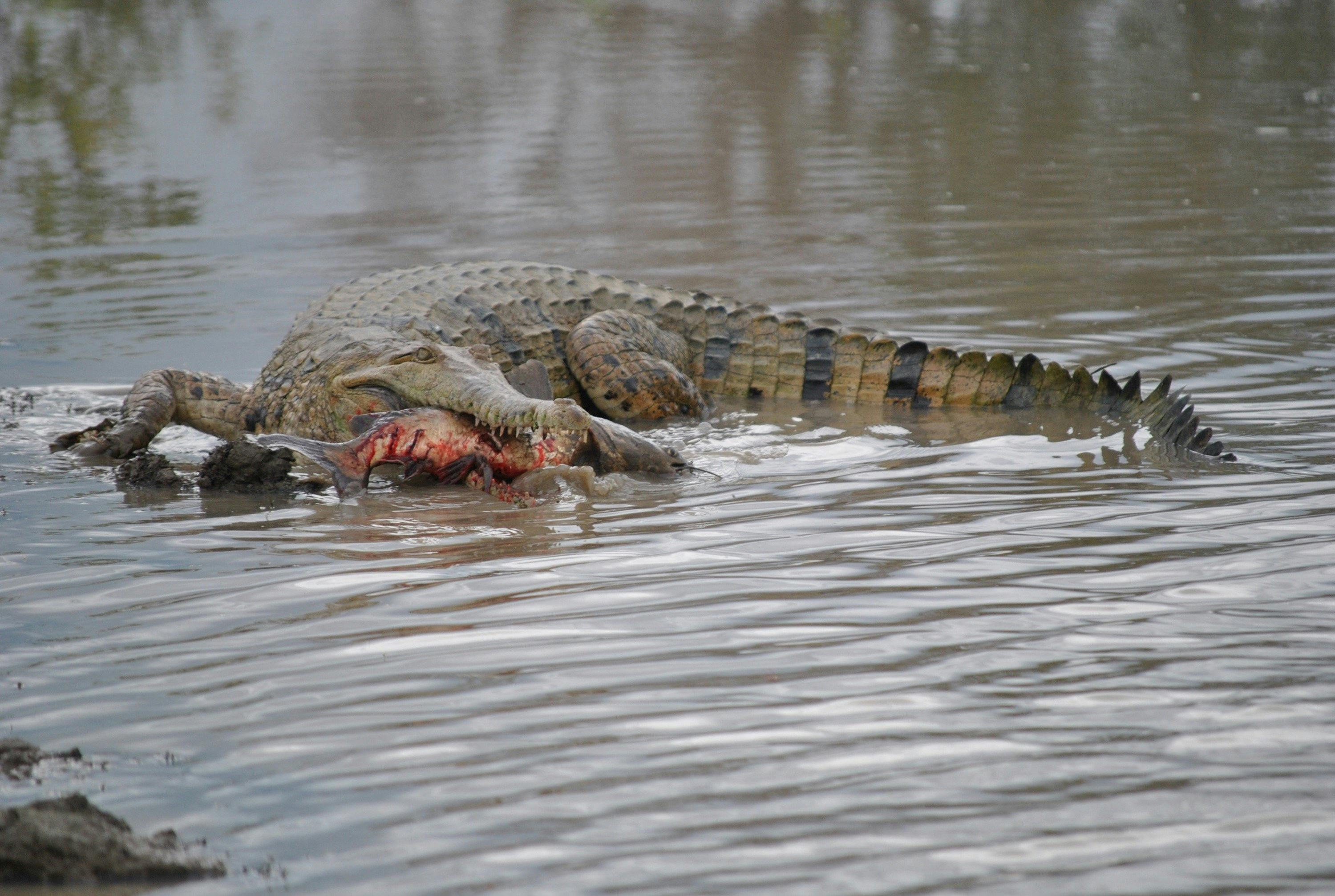 Corroboree Billabong Wetland Cruises - 1.5 hour morning cruise - Self Drive Option