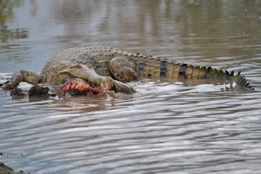 Corroboree Billabong Wetland Cruises - 1.5 hour morning cruise - Self Drive Option