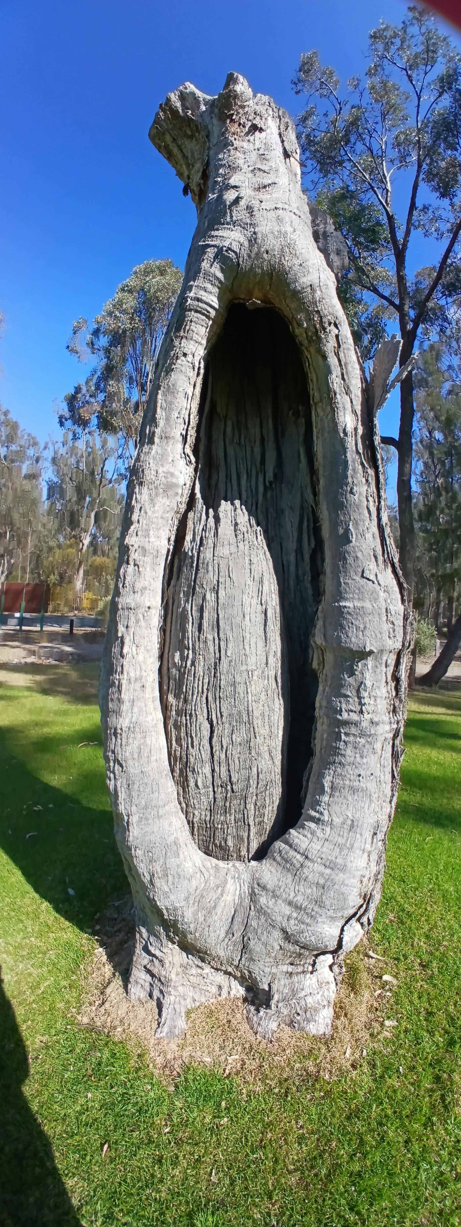 Scar Trees