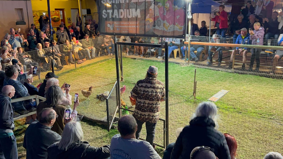 Tambo Chicken Racing Bens Chicken Racing | Attractions | Queensland
