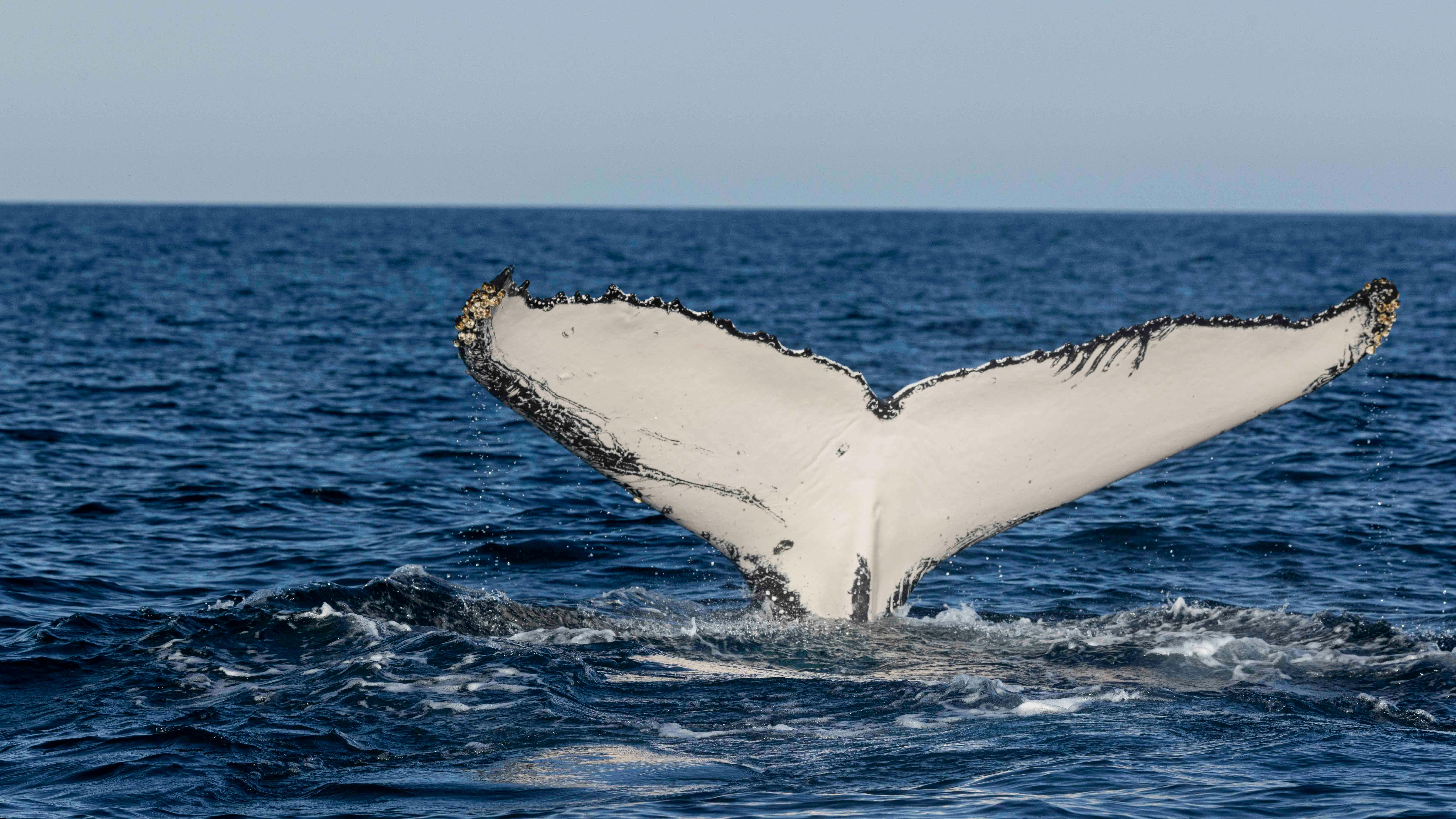 Whale tale or fluke lifts out of the water as the whale dives leaving the surface on Byron bay