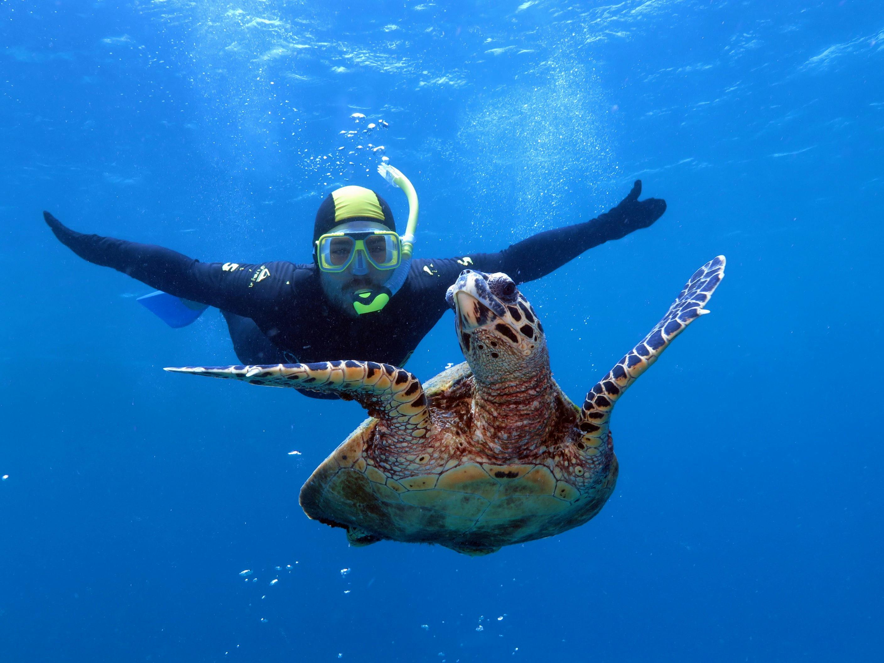 Snorkeller and turtle