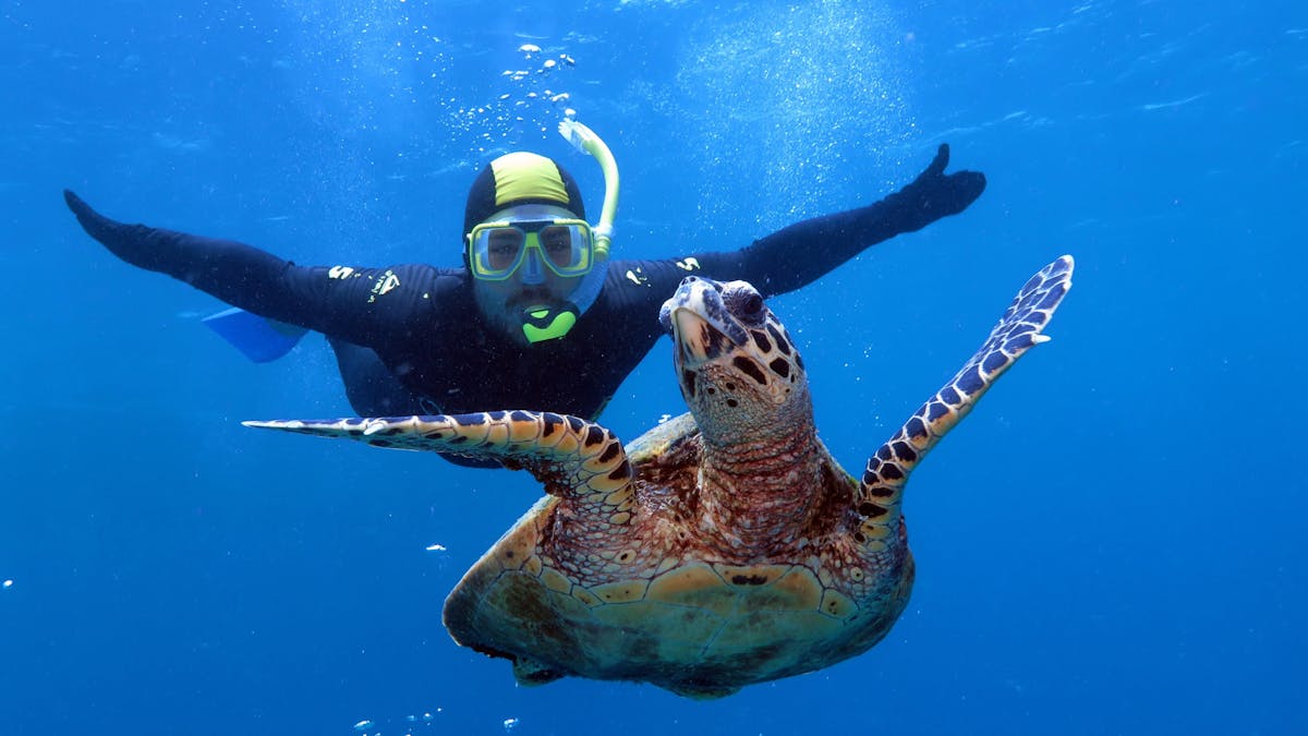 Snorkeller and turtle