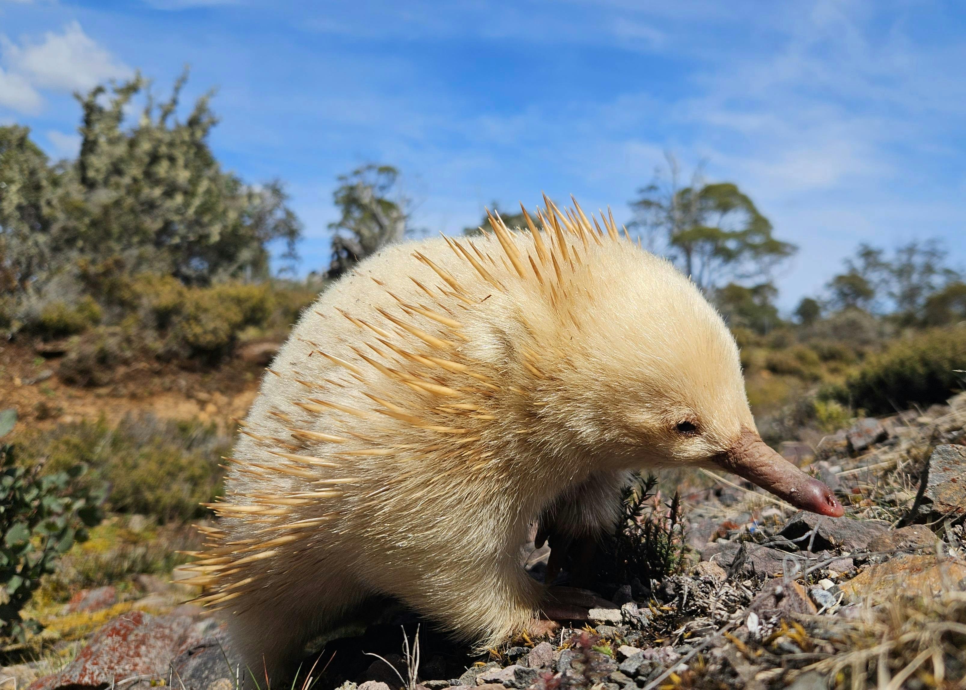 We spotted this rare, white Echidna on Tour just outside Cradle Mountain. Amazing luck!