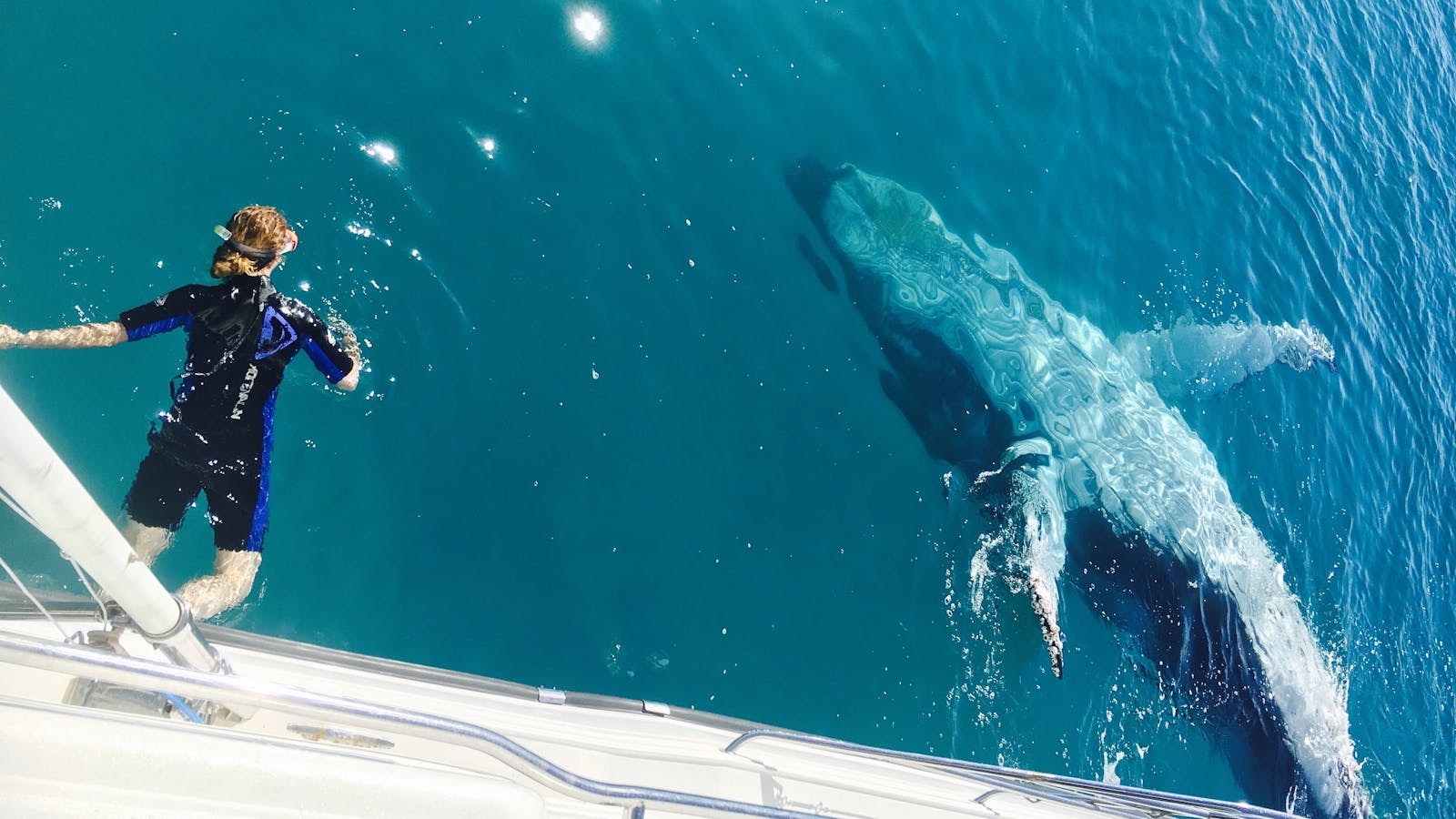 Humpback Whale Swim Encounters