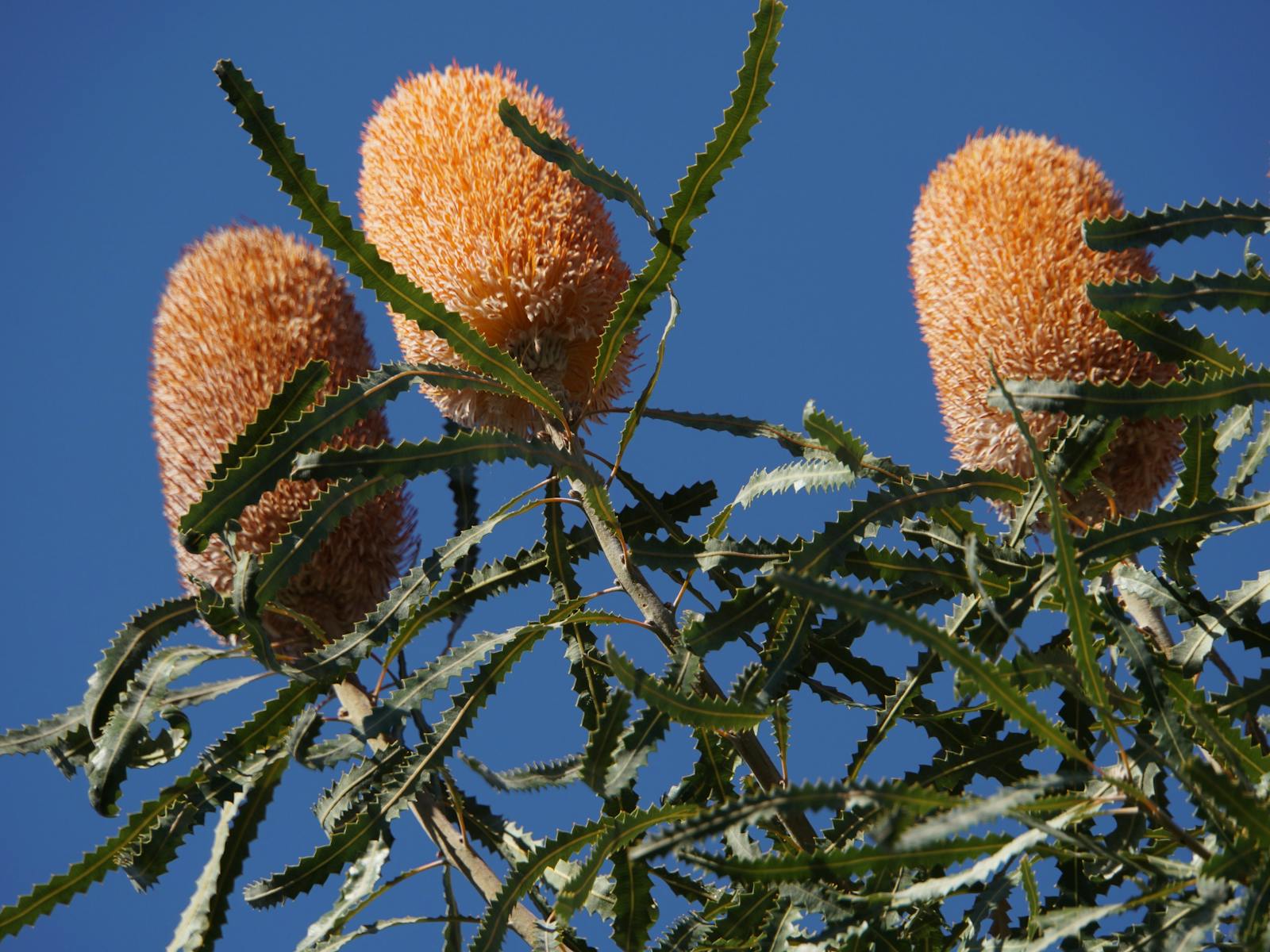 One of the many species of Banksia featuring throughout the year.