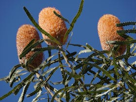 One of the many species of Banksia featuring throughout the year.