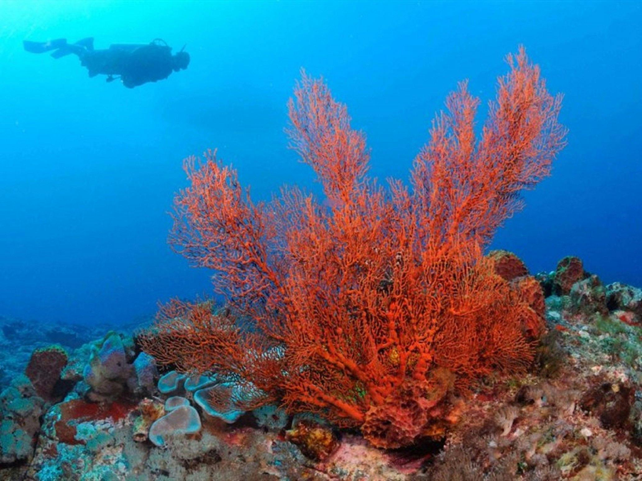 ロードハウ島海洋公園