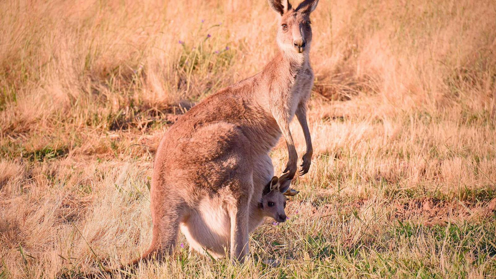 Kangaroo