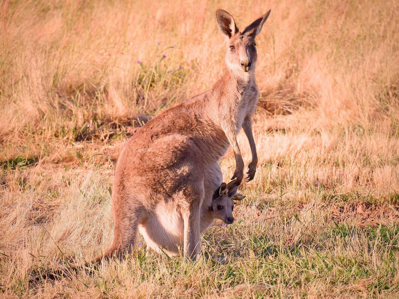 Kangaroo