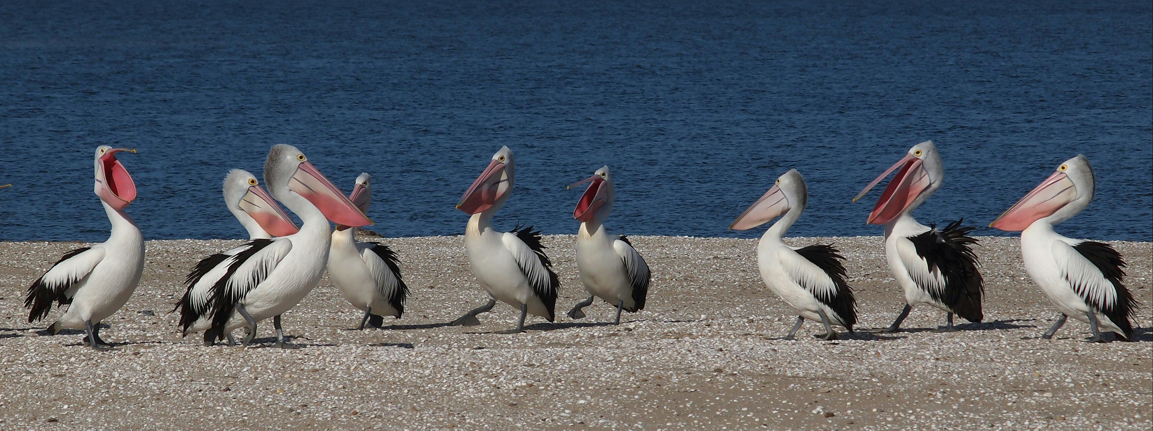Pelicans along the way