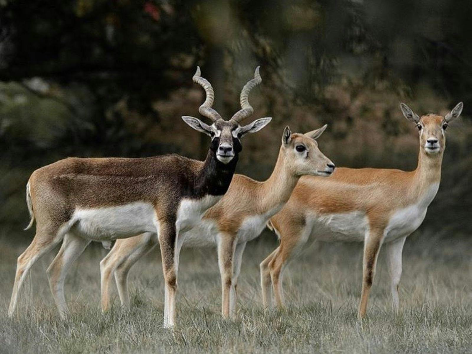Blackbuck Antelope