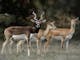 Blackbuck Antelope