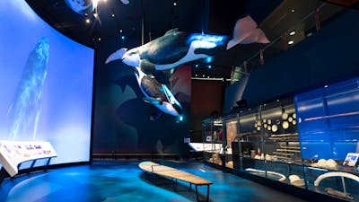 Life size whale suspended from ceiling in the Great Southern Land Gallery