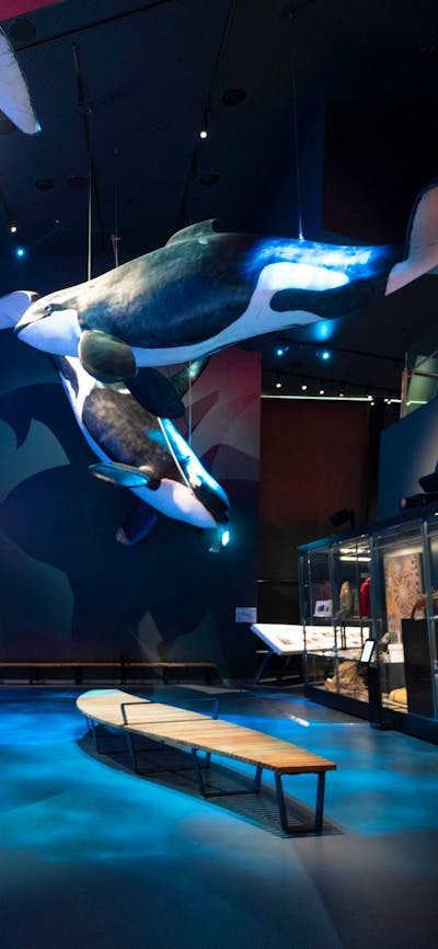 Life size whale suspended from ceiling in the Great Southern Land Gallery