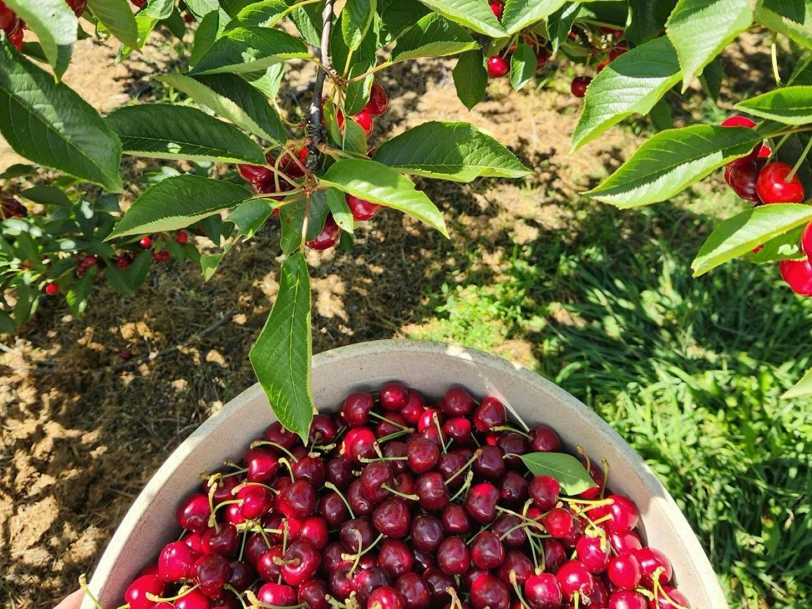 A huge bucket full of red cherries sitting under a cherry tree.