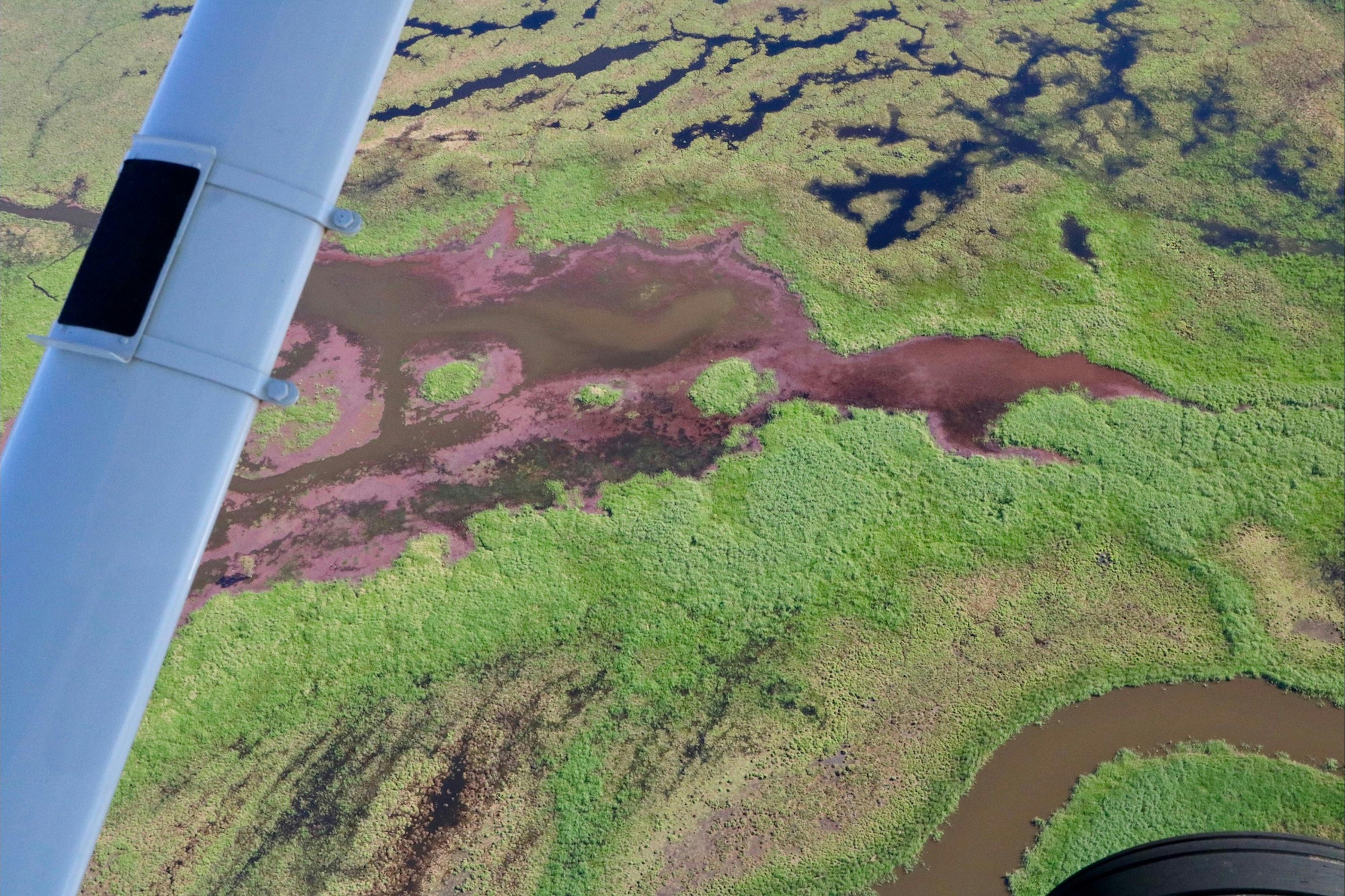 Aerial view of Bright green wetland areas with dark water and bright pink pond vegetation
