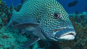 Fish Bowl Dive Site