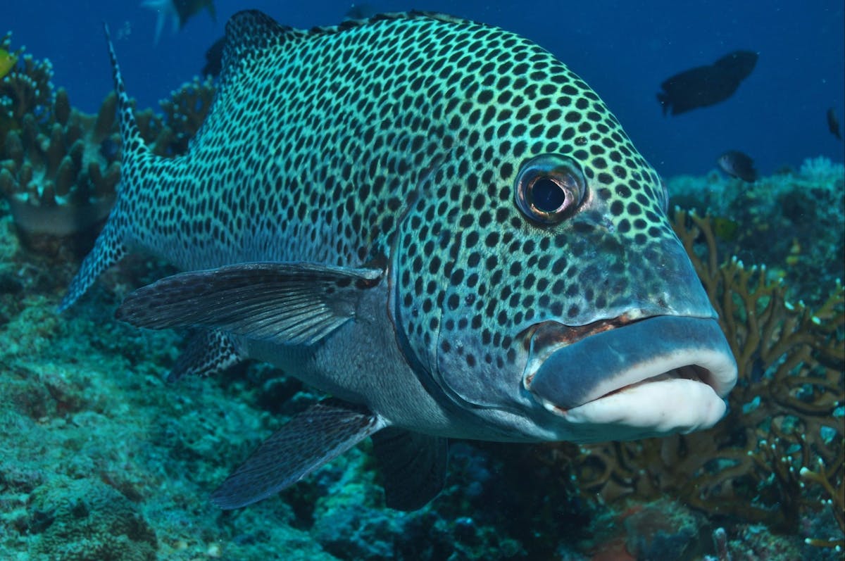 Fish Bowl Dive Site