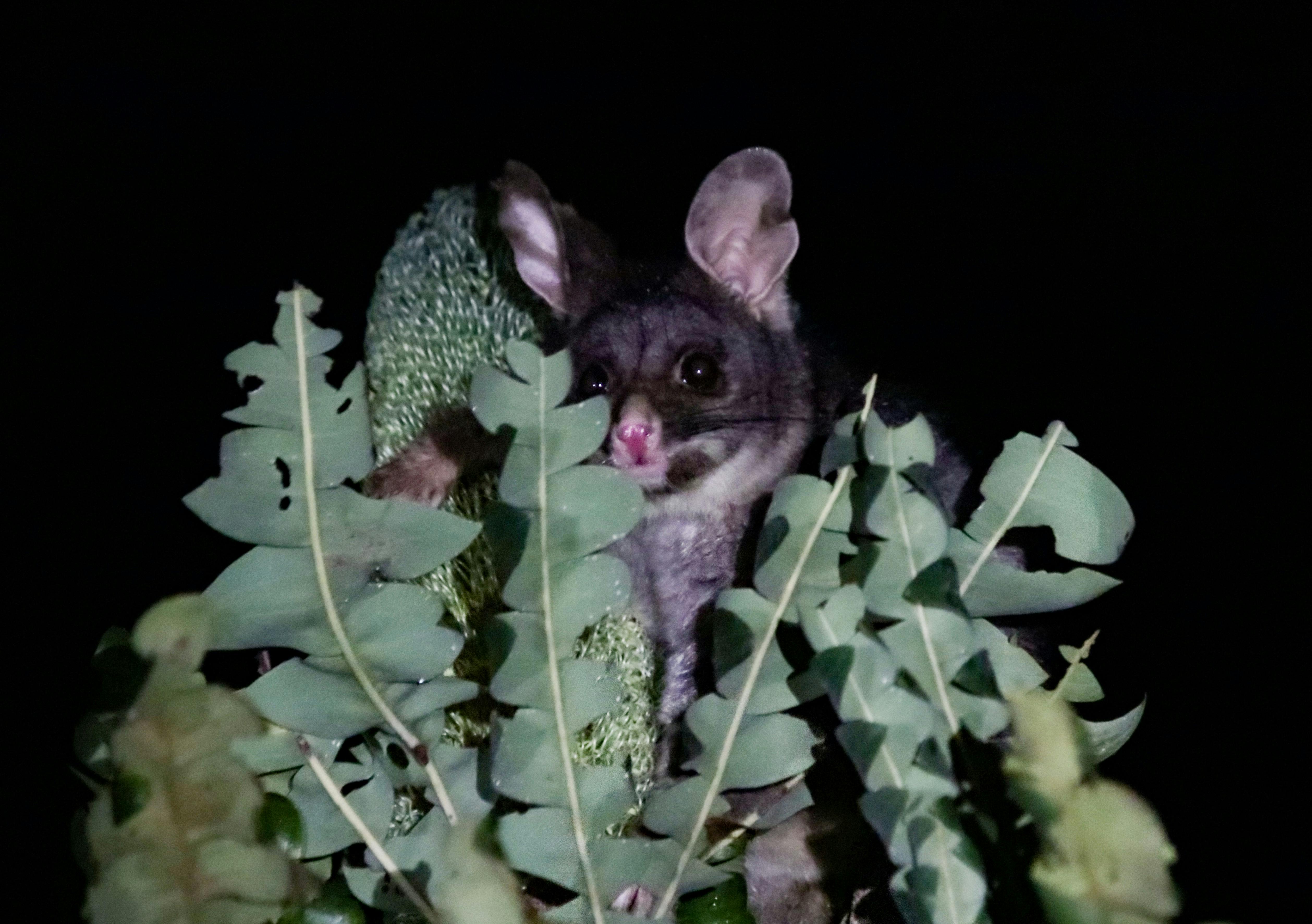 Brushtail possum poking it's head out