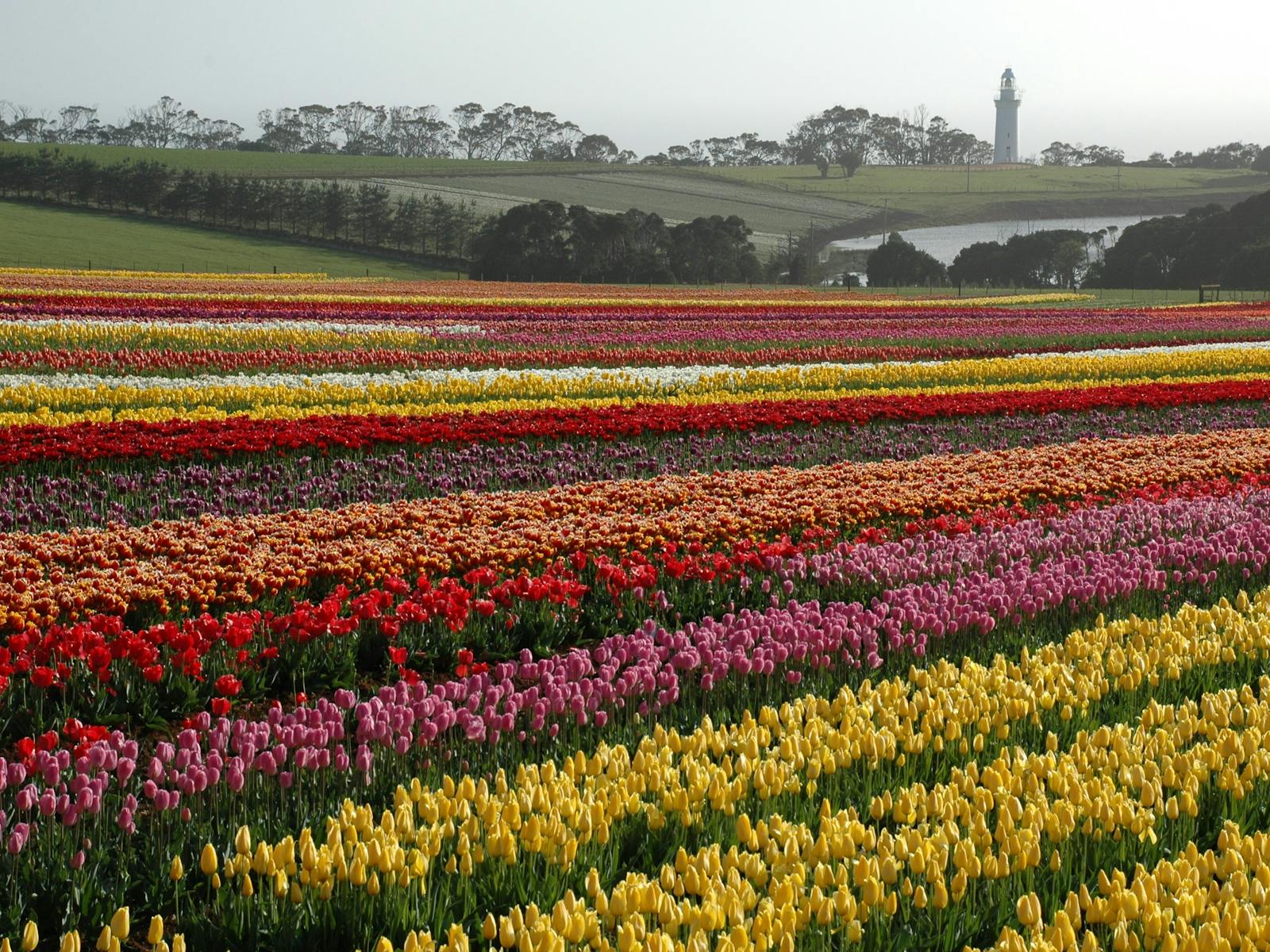 Tulips table cape spring lighthouse