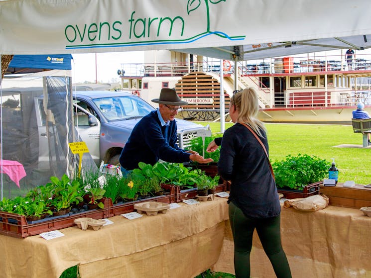 Locally grown seedlings of veges, salads and herbs