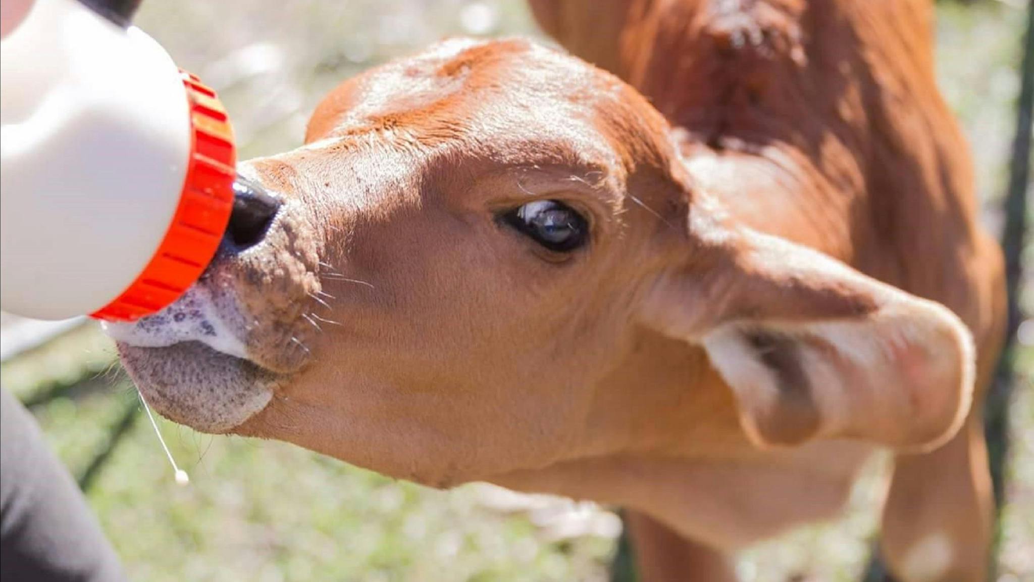 Cow drinking milk