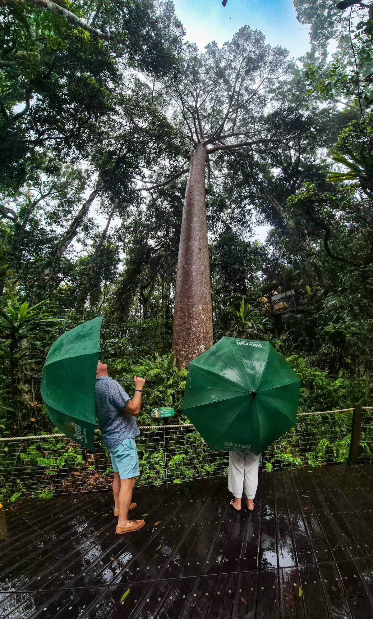 private tour , Kuranda experience Skyrail