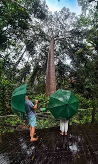 private tour , Kuranda experience Skyrail