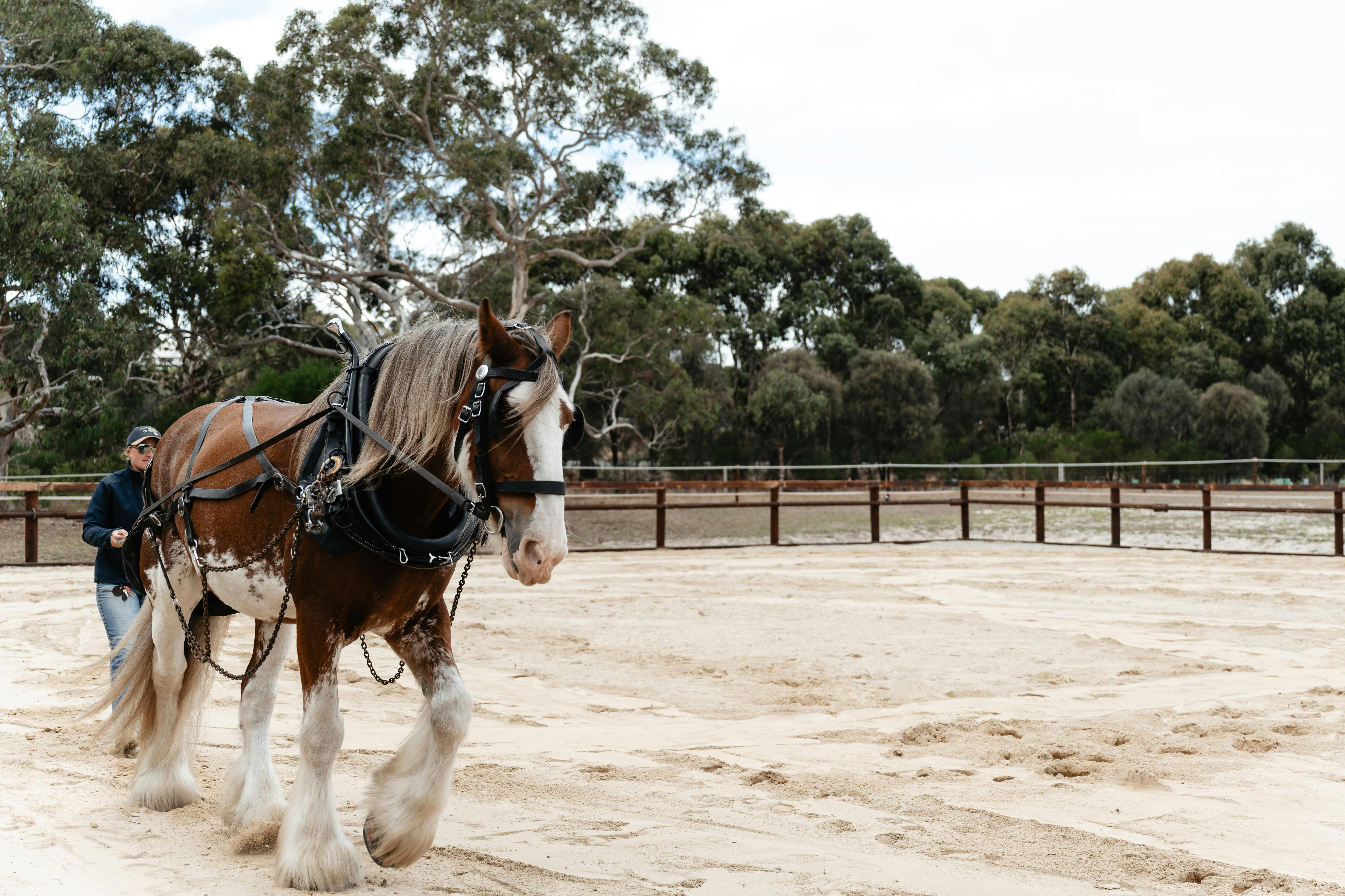 The Stables of the Victor Harbor Horse Tram