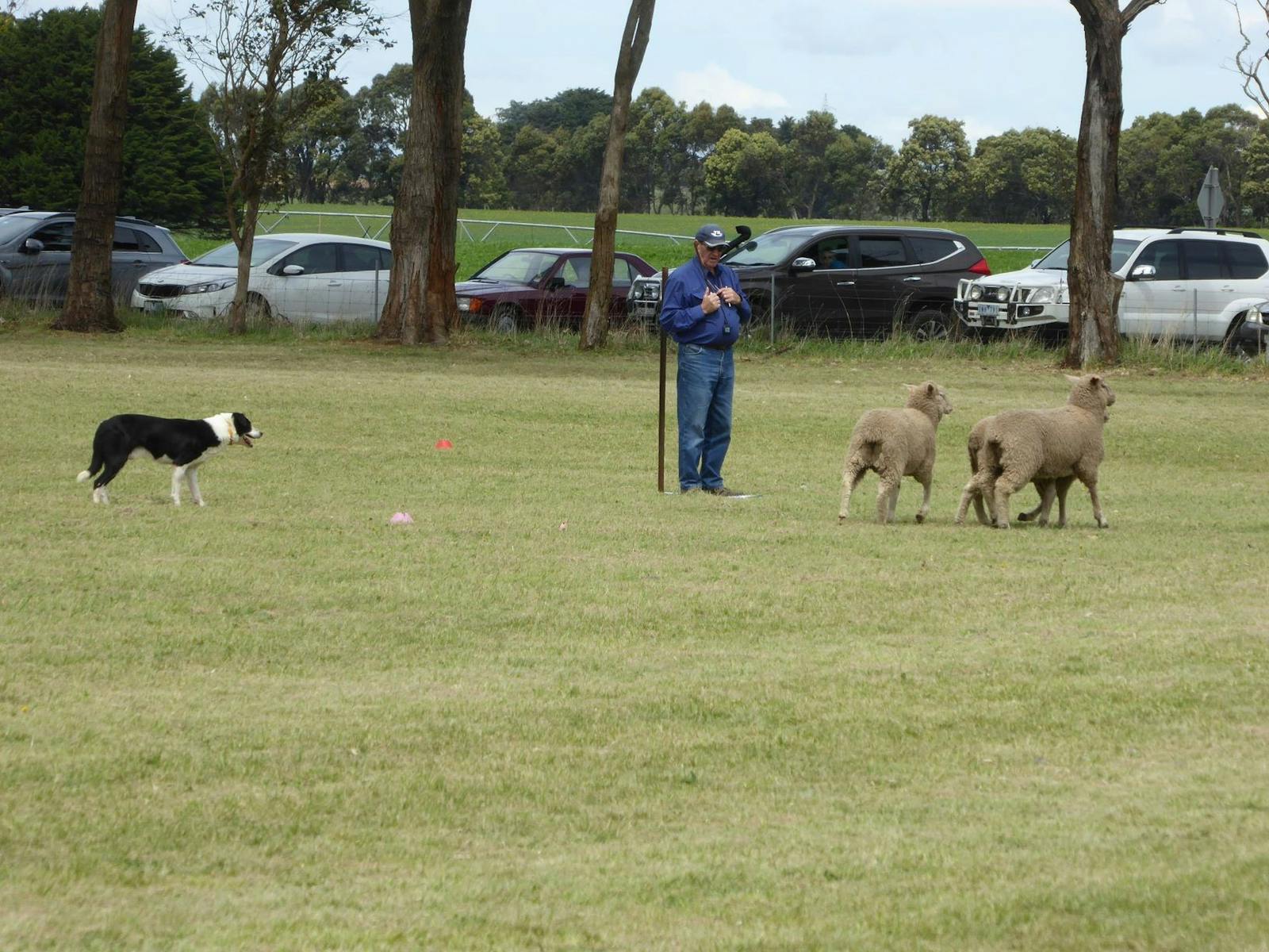 Image for Dean Sheepdog Trials - Old Sniff Classic