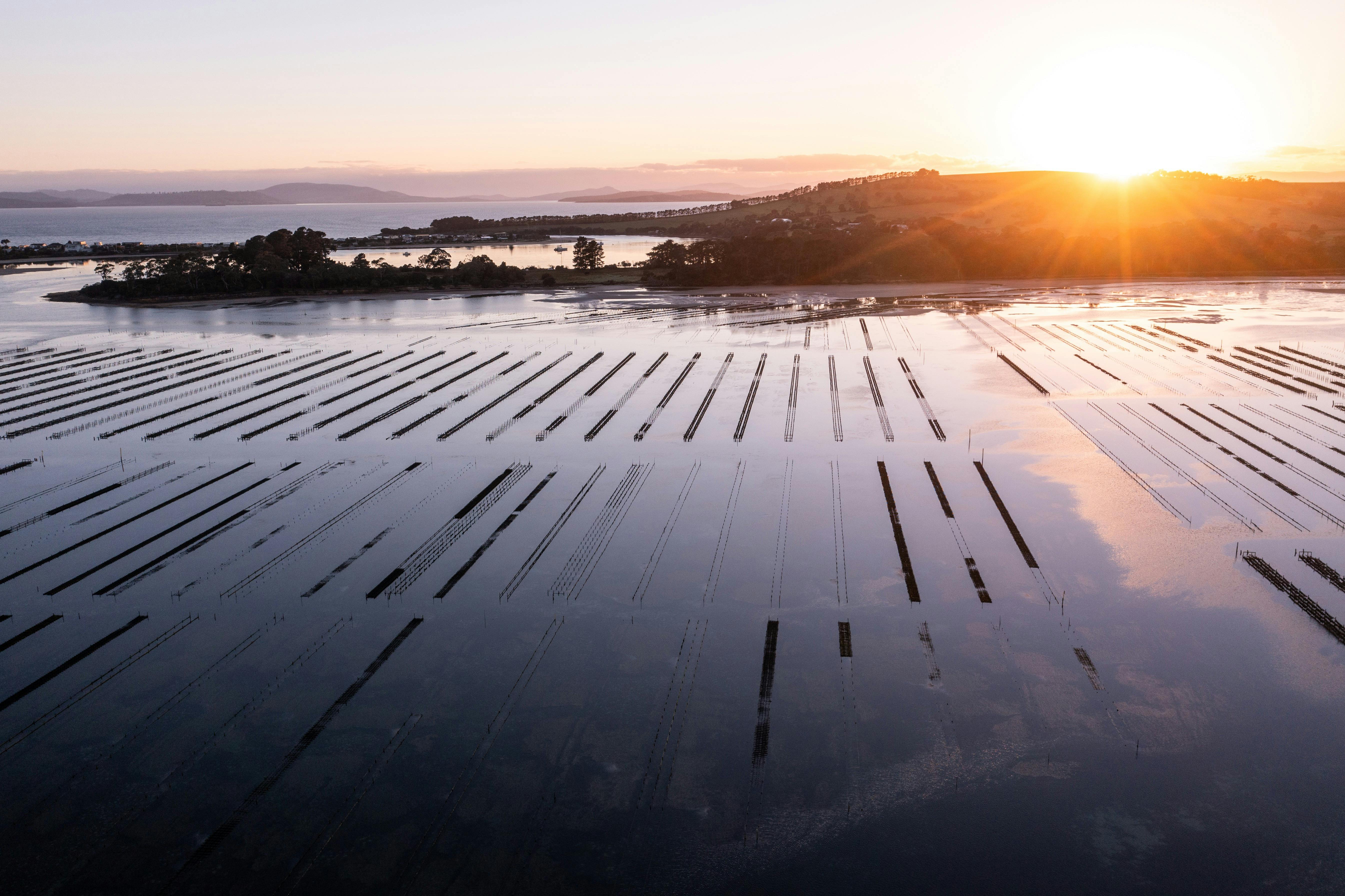 Tasmanian Oyster Company Hobart and Beyond