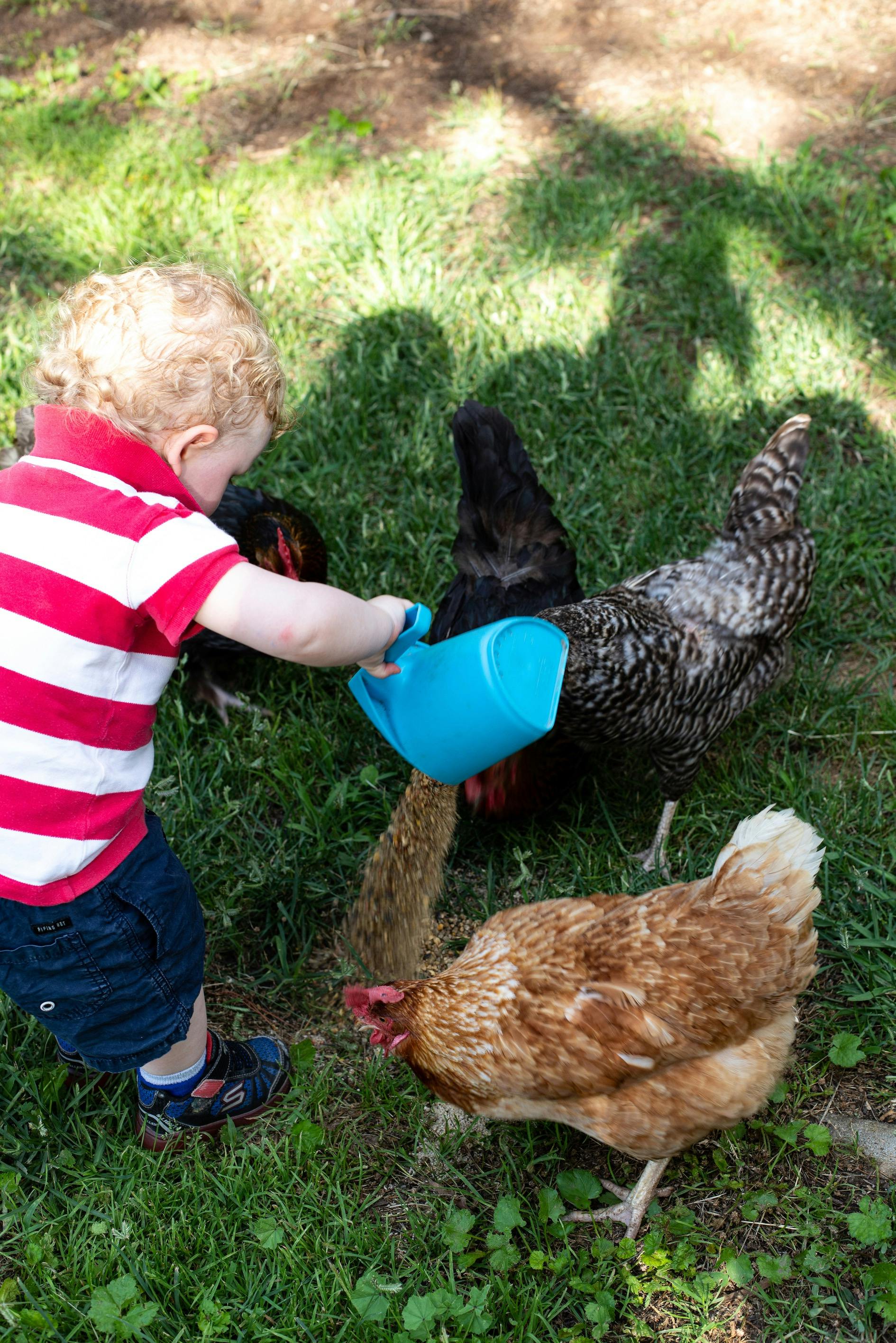 Feeding chickens on a farm tour