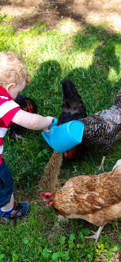 Feeding chickens on a farm tour