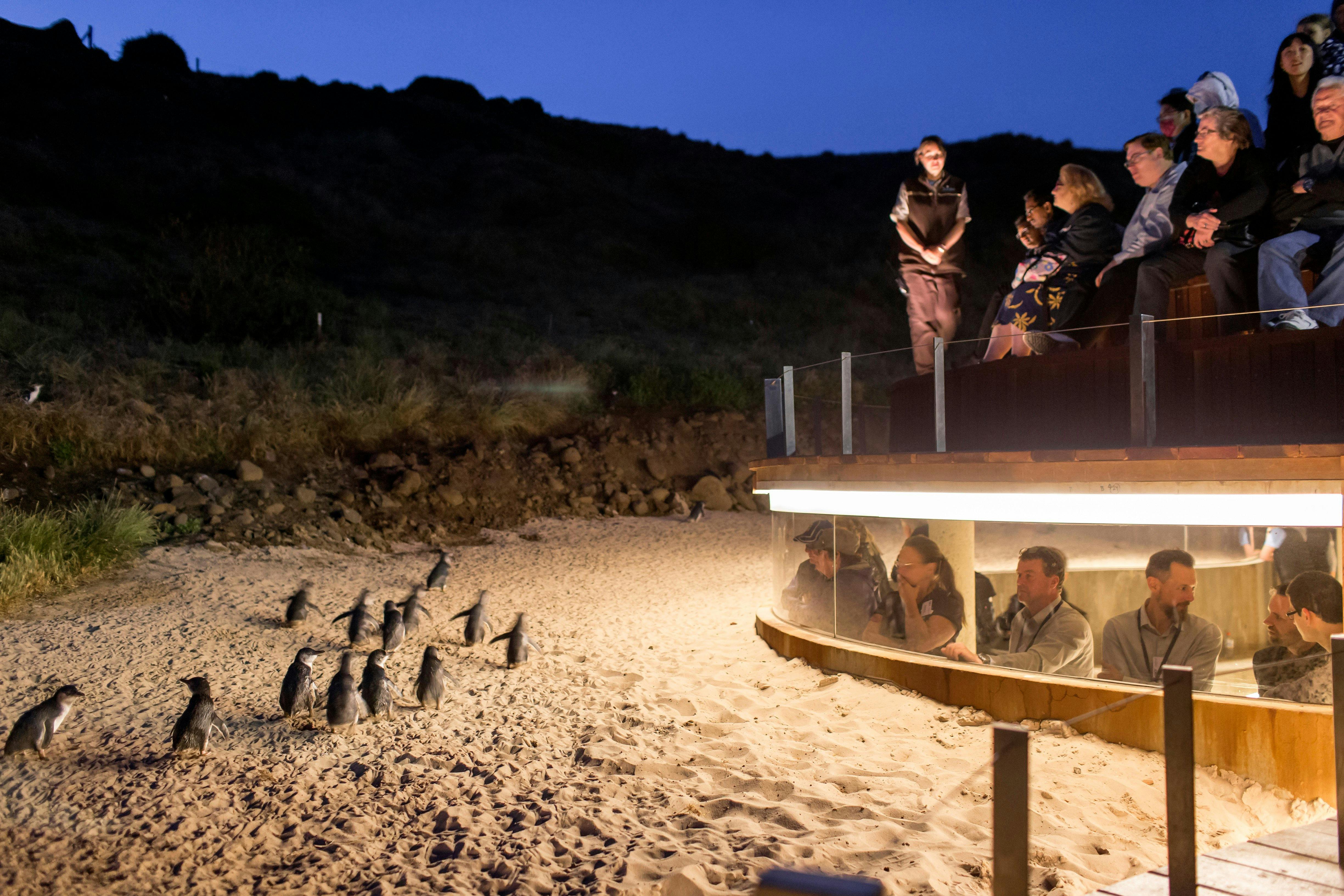 Phillip Island Penguin Express Private Tour