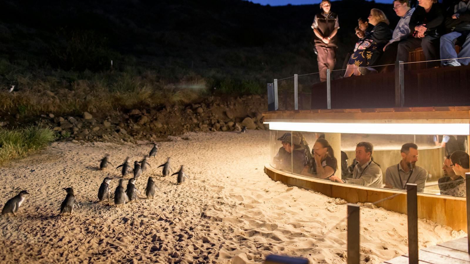 Penguin Parade Phillip Island Luxury Private Tour Express