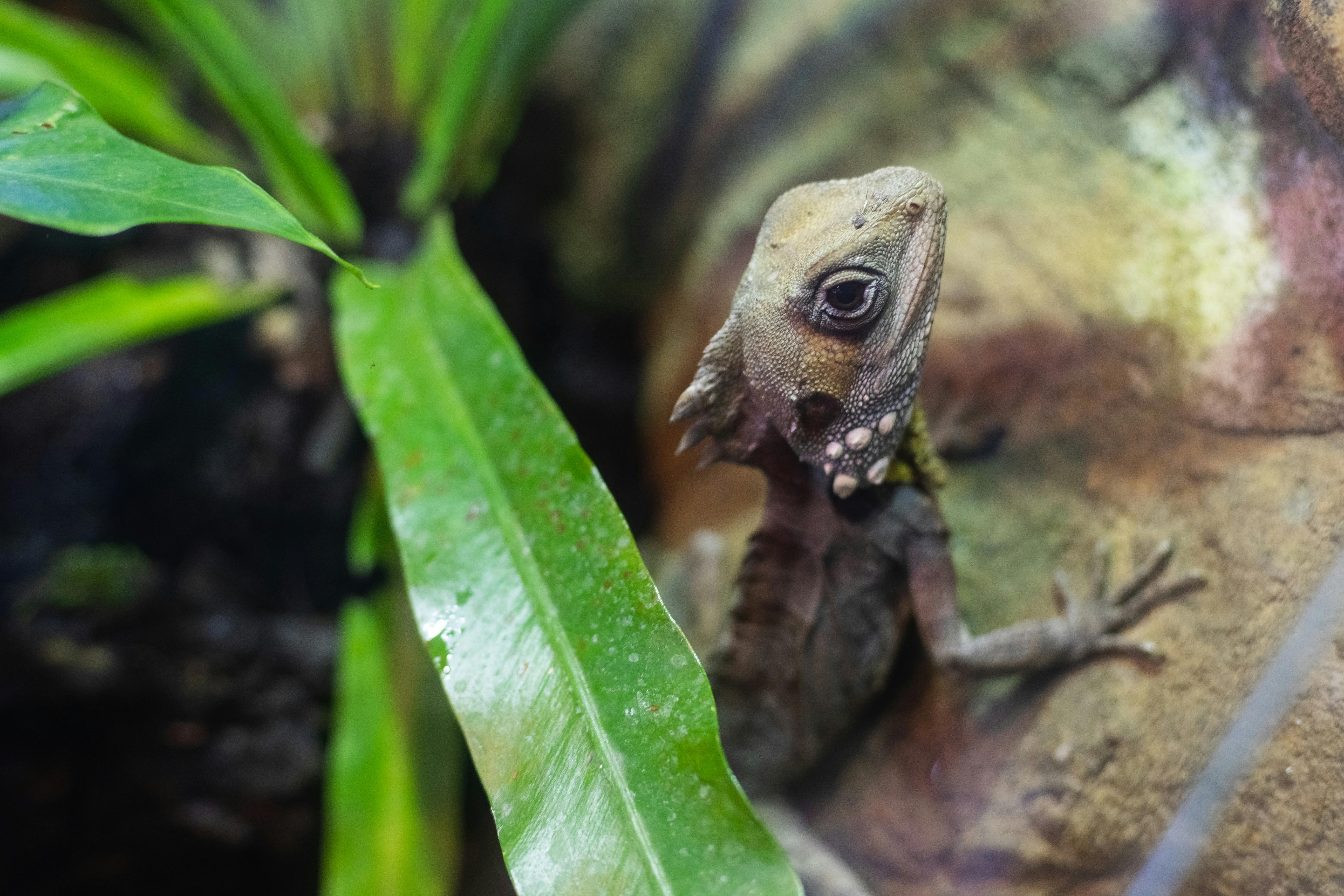 Meet the scaly residents that call Walkabout Creek Discovery Centre home.