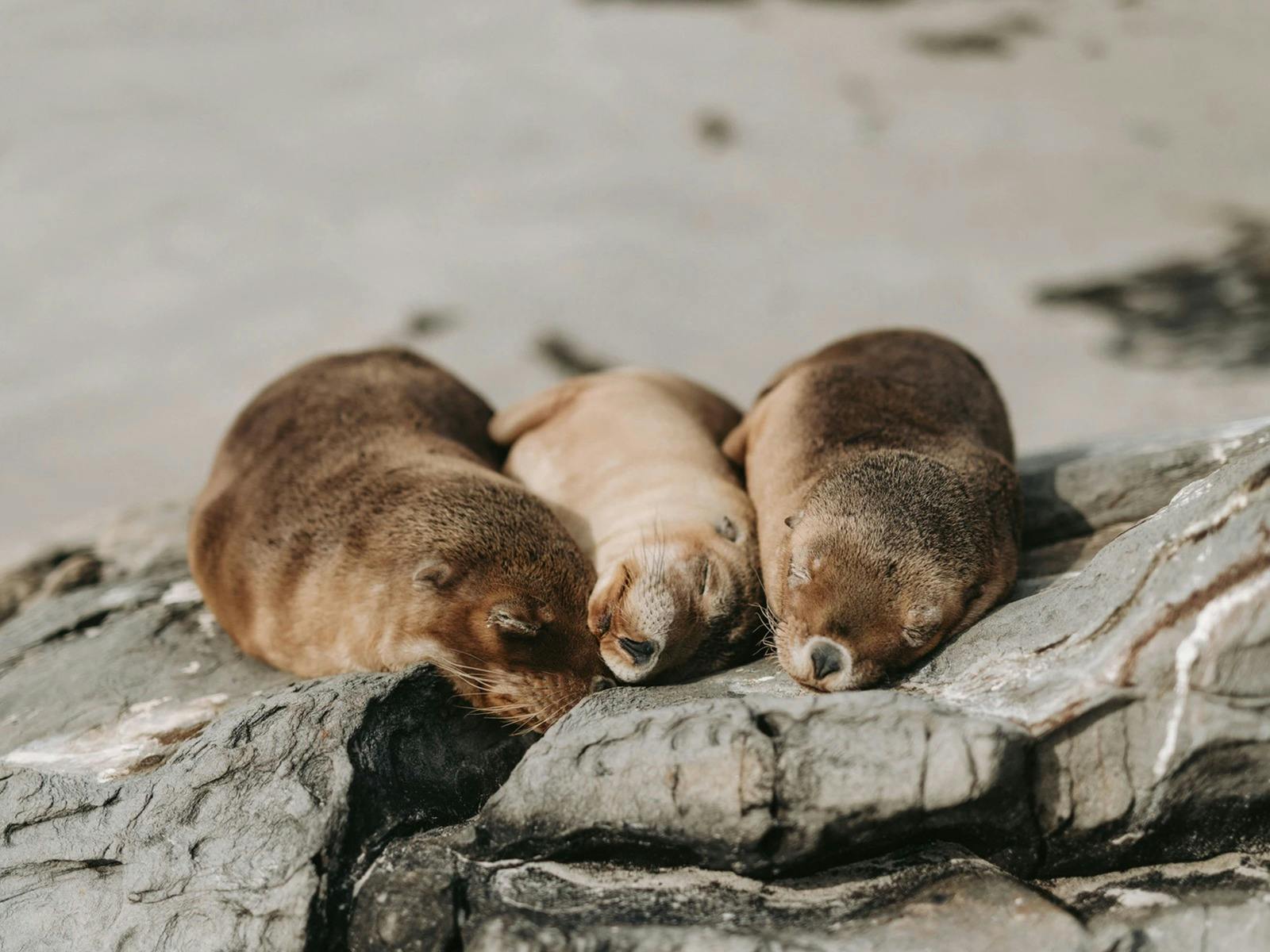Three seal lions snooze on the beach at Seal Bay